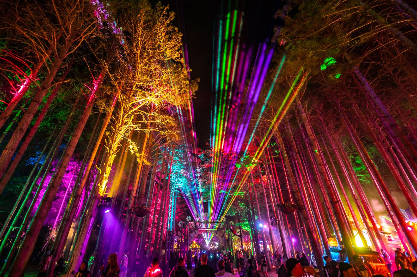 The Ultimate Electric Forest Side Quest Guide